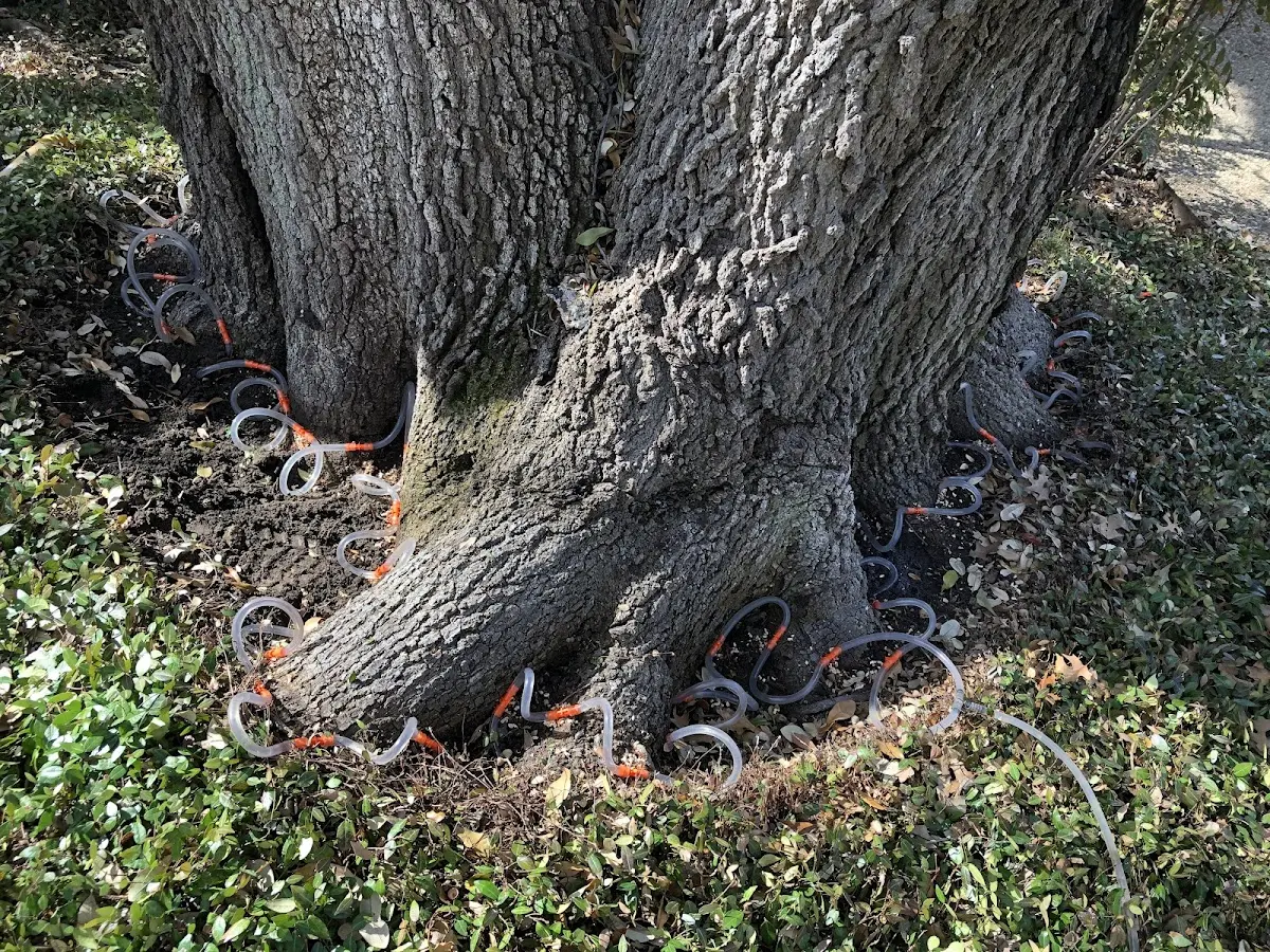 Detailed Shrub and Hedge Trimming job site in Bangs