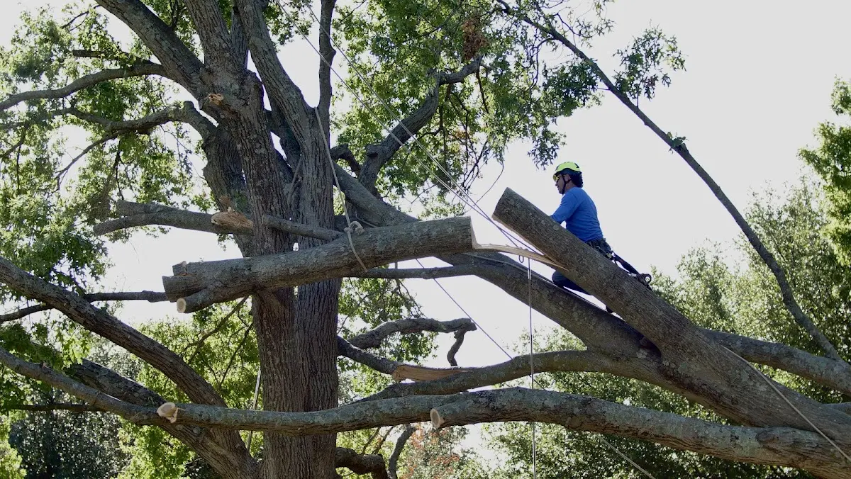 Professional Crown Thinning performed by certified arborists in Bangs